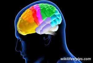 Explore 20 plus Mind-Blowing Human Brain Facts